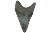 Colorful, Fossil Megalodon Tooth - South Carolina #310418-1